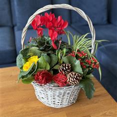 Festive Planted Basket