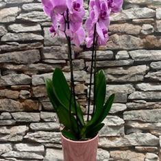 Phalaenopsis Orchid