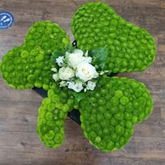 Shamrock