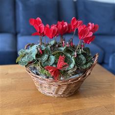 Cyclamen Planter