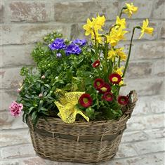 Jade Planted Basket
